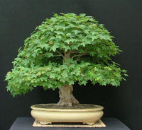 Trident Maple Bonsai Starter (Acer buergeranium)