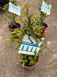Lilly Pilly Straight and Narrow™ (Syzygium australe) - Ladybird Nursery
