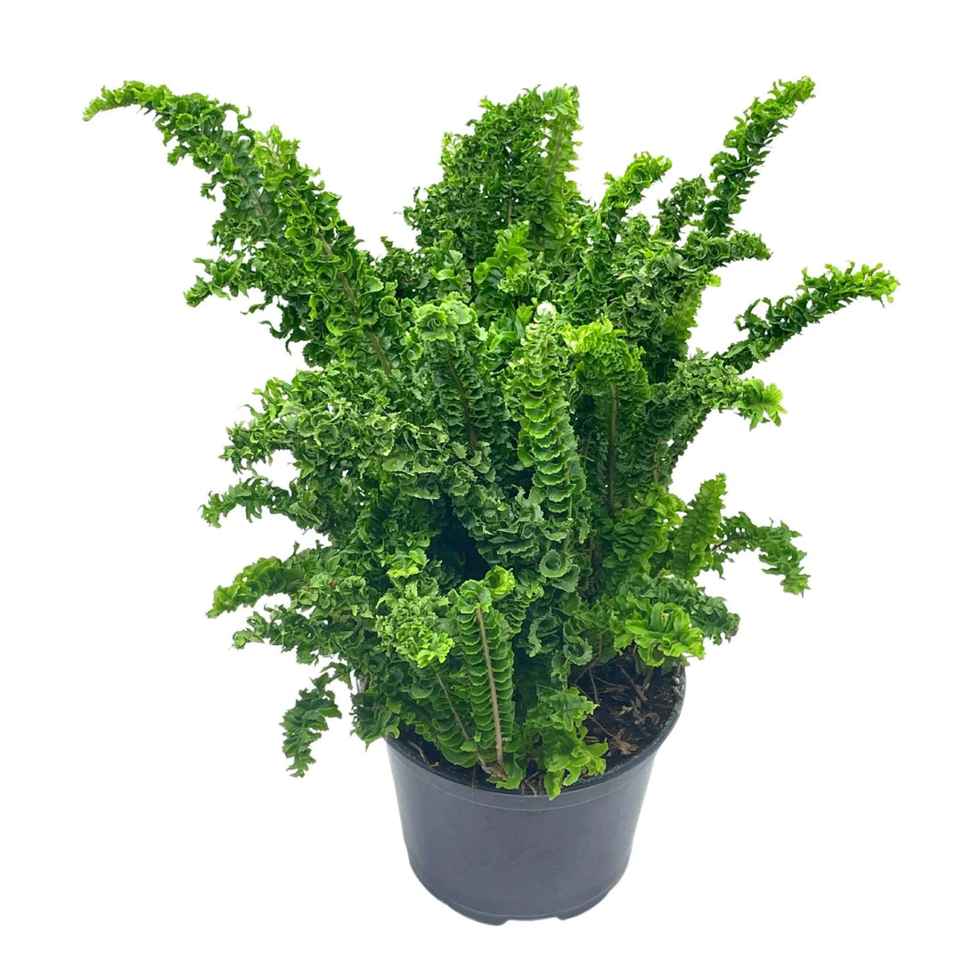 Boston Fern Curly Locks (Nephrolepis exaltata) - Ladybird Nursery
