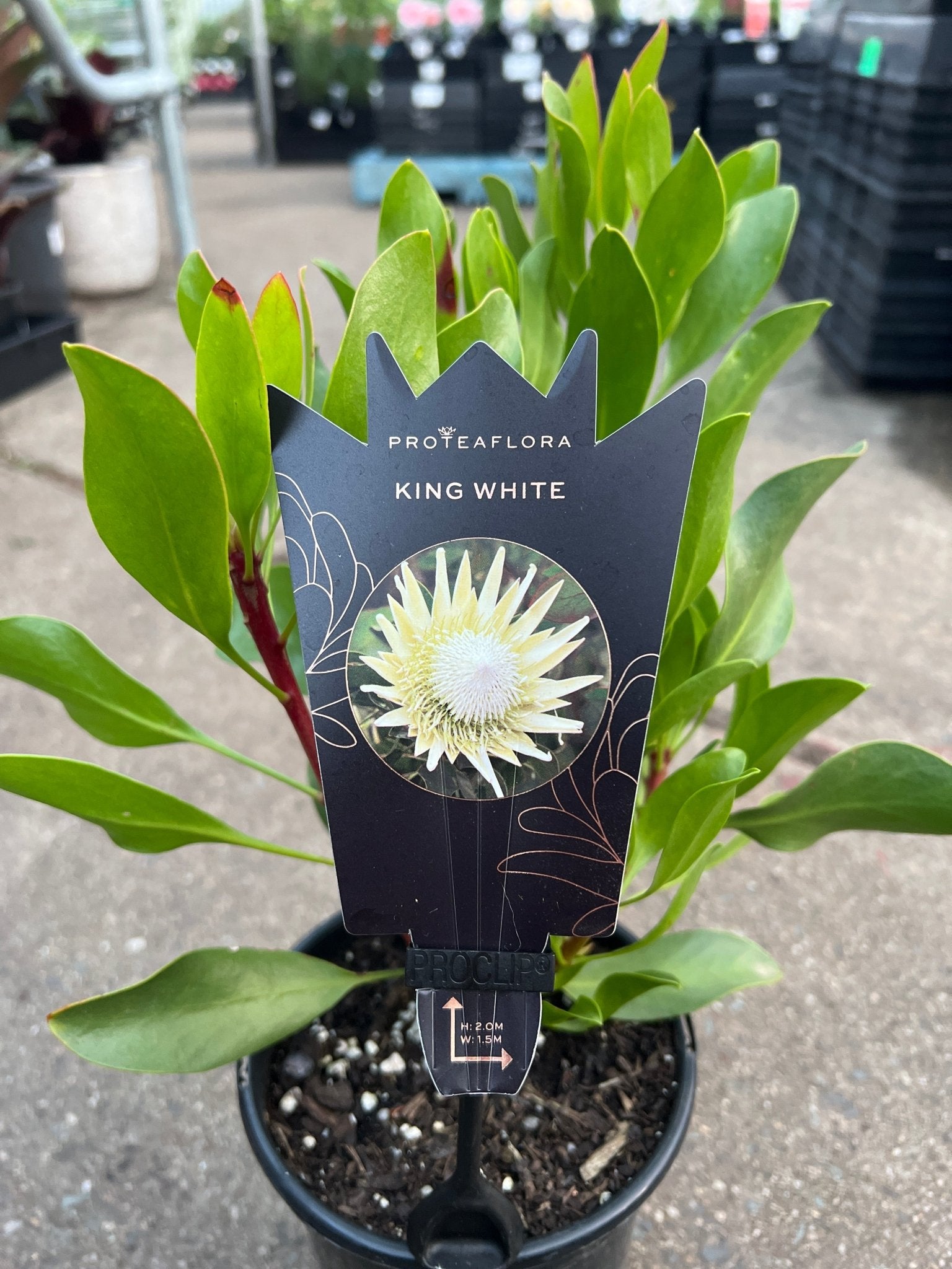 Protea 'King White' - Ladybird Nursery