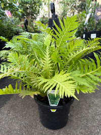 Fern ‘Silver Lady’ (Blechnum gibbum) in Hanging Basket