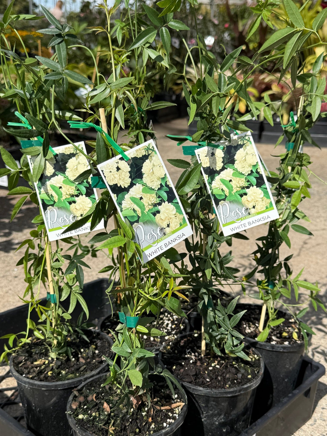 Climbing Rose ‘White Banksia' (Rosa Banksiae alba) - Ladybird Nursery