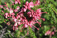 Grevillea Tucker Time ® Fruit box™