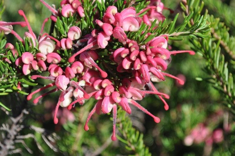 Grevillea Tucker Time ® Fruit box™ - Ladybird Nursery