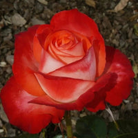 Rose Joy Of Life (Rosa) - Ladybird Nursery