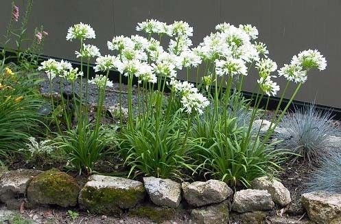 Agapanthus Getty White