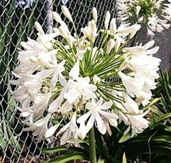 Agapanthus Getty White