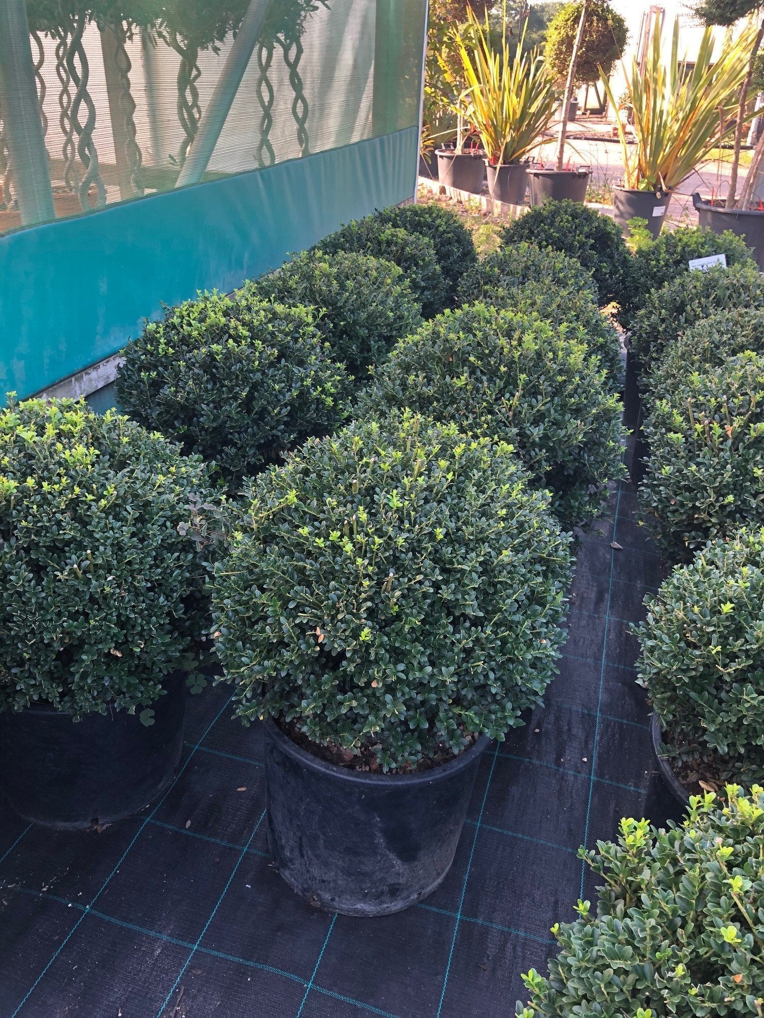 Japanese Holly (Ilex crenata)