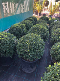 Japanese Holly (Ilex crenata)