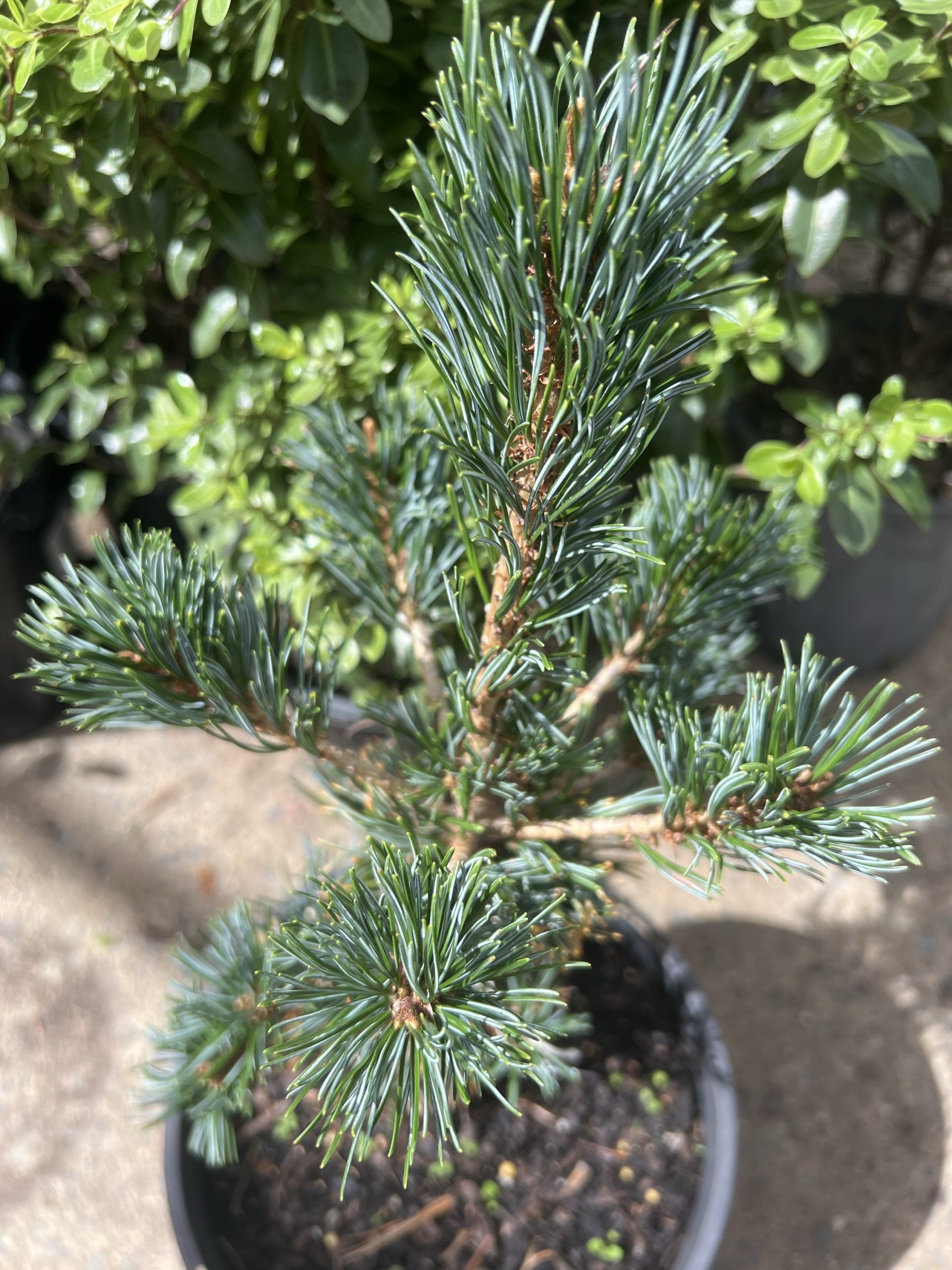 Japanese White Pine Hatsukasa (Pinus parviflora)