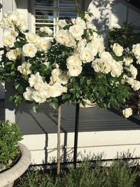 Rose Iceberg 2ft Standards (Rosa) - Ladybird Nursery