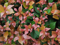 Allyn Magic minor (Syzygium smithii) - Ladybird Nursery