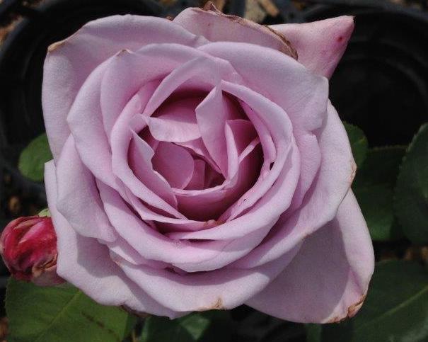 Rose Regensberg 2 ft Standards (Rosa) - Ladybird Nursery