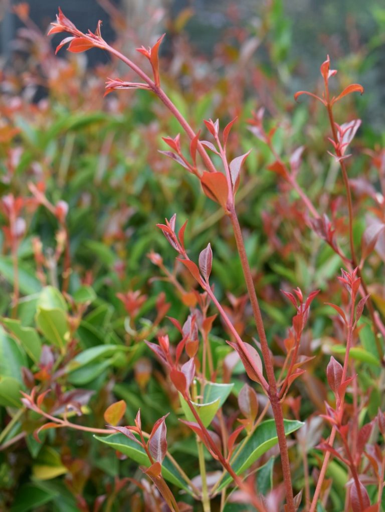 Lilly Pilly FIRESCREEN (Acmena smithii)