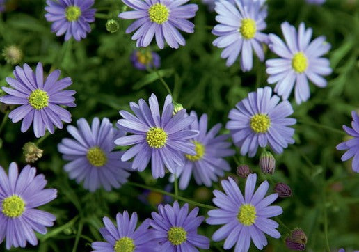Cut-leaf Daisy Blue (Brachyscome multifida)