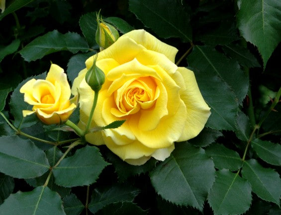 Rose Gold Bunny (Rosa)