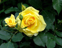 Rose Gold Bunny (Rosa) - Ladybird Nursery