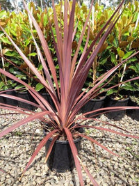 Cordyline (Cordyline Pocahontas) - Ladybird Nursery