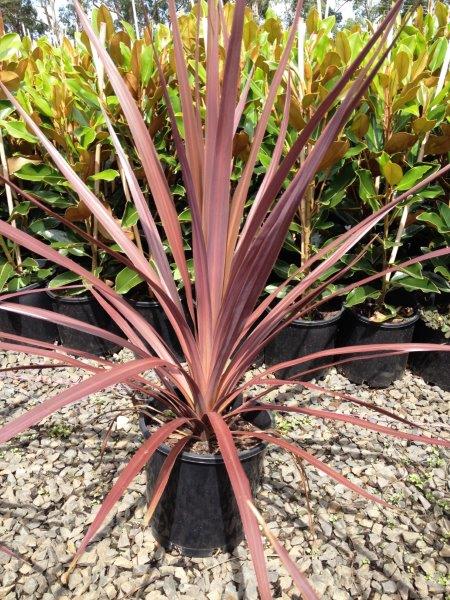Cordyline (Cordyline Pocahontas) - Ladybird Nursery