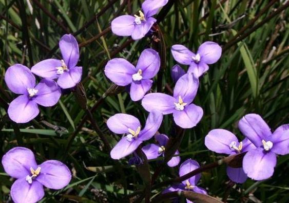 Purple Flag (Patersonia occidentalis) - Ladybird Nursery