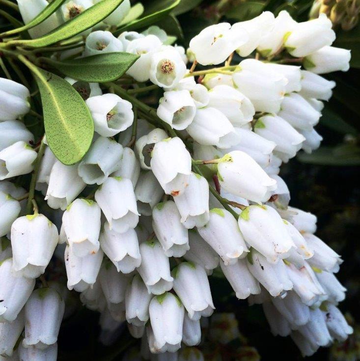 Pieris Temple Bells