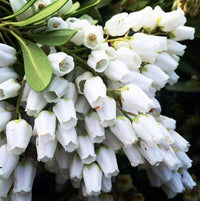 Pieris Temple Bells (Pieris)