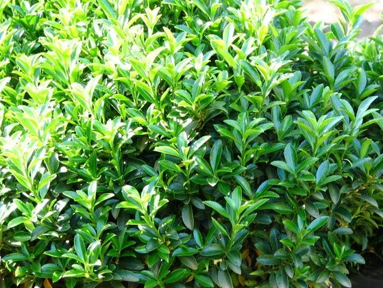 Tom Thumb Spindle microphyllus (Euonymus japonicus) - Ladybird Nursery