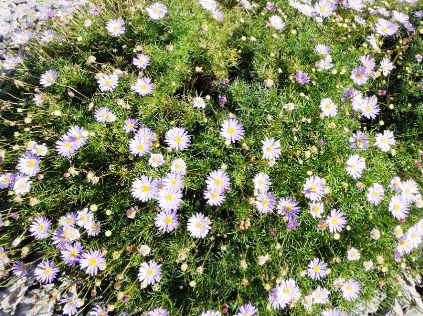 Cut - leaf Daisy Break O Day (Brachyscome multifida) - Ladybird Nursery