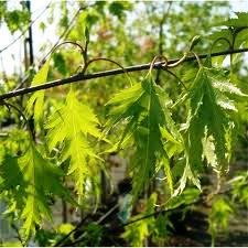 Cut Leaf Birch Dalecarlica (Betula pendula) - Ladybird Nursery