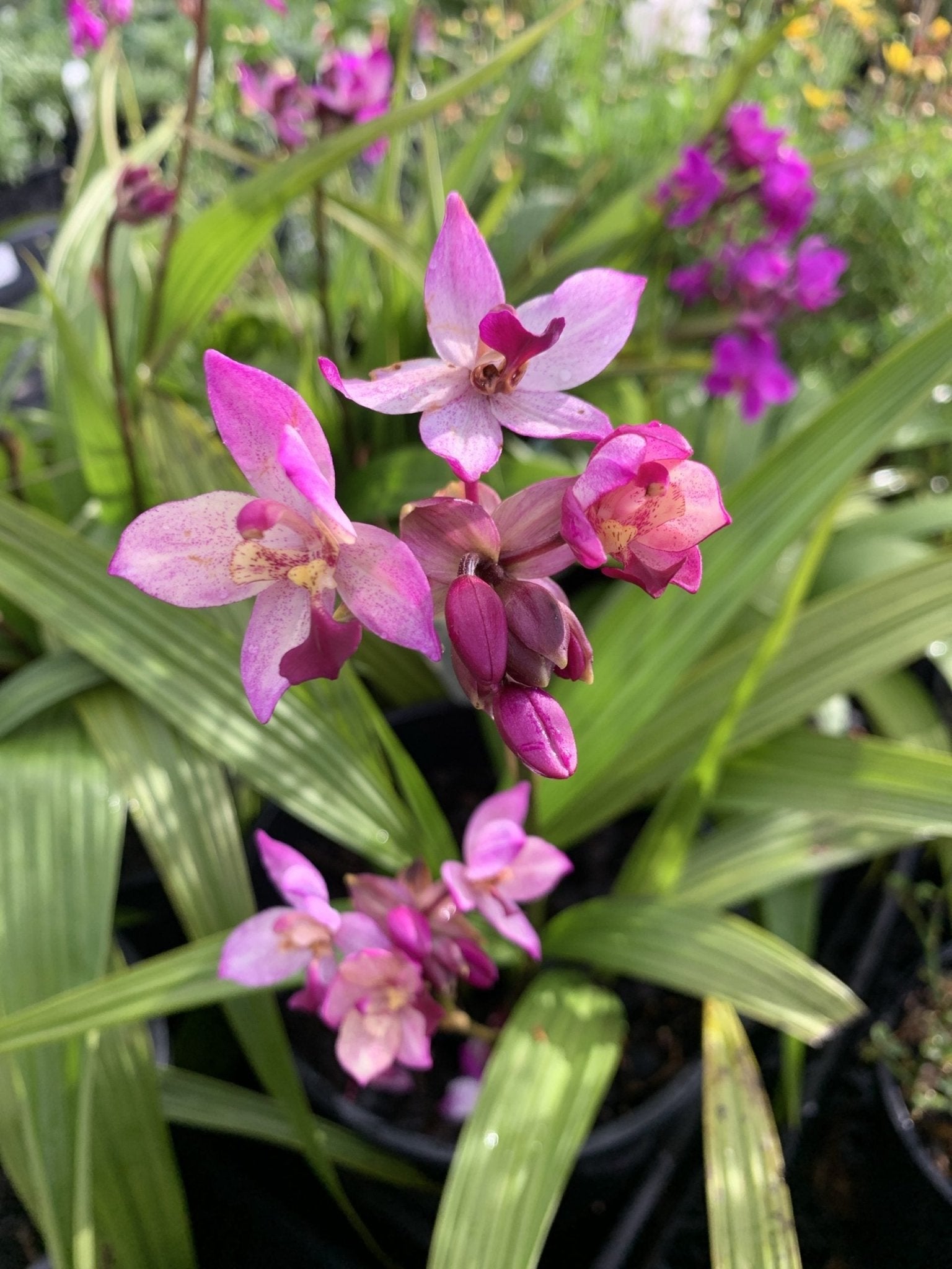 Ground Orchid Spapli Far Out Freckles (Spathoglottis) - Ladybird Nursery