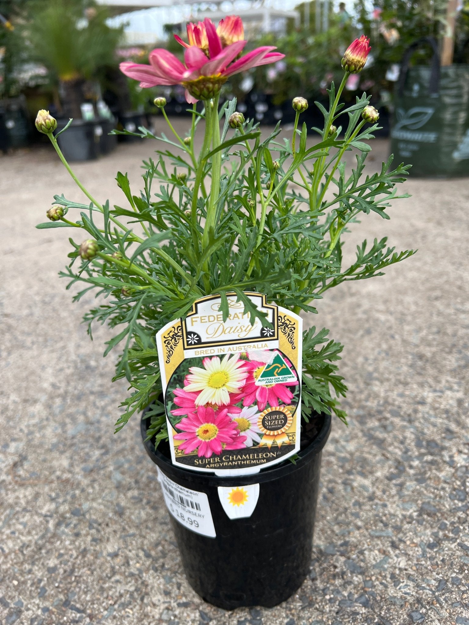 Daisy 'Super Chameleon' (Argyranthemum) - Ladybird Nursery
