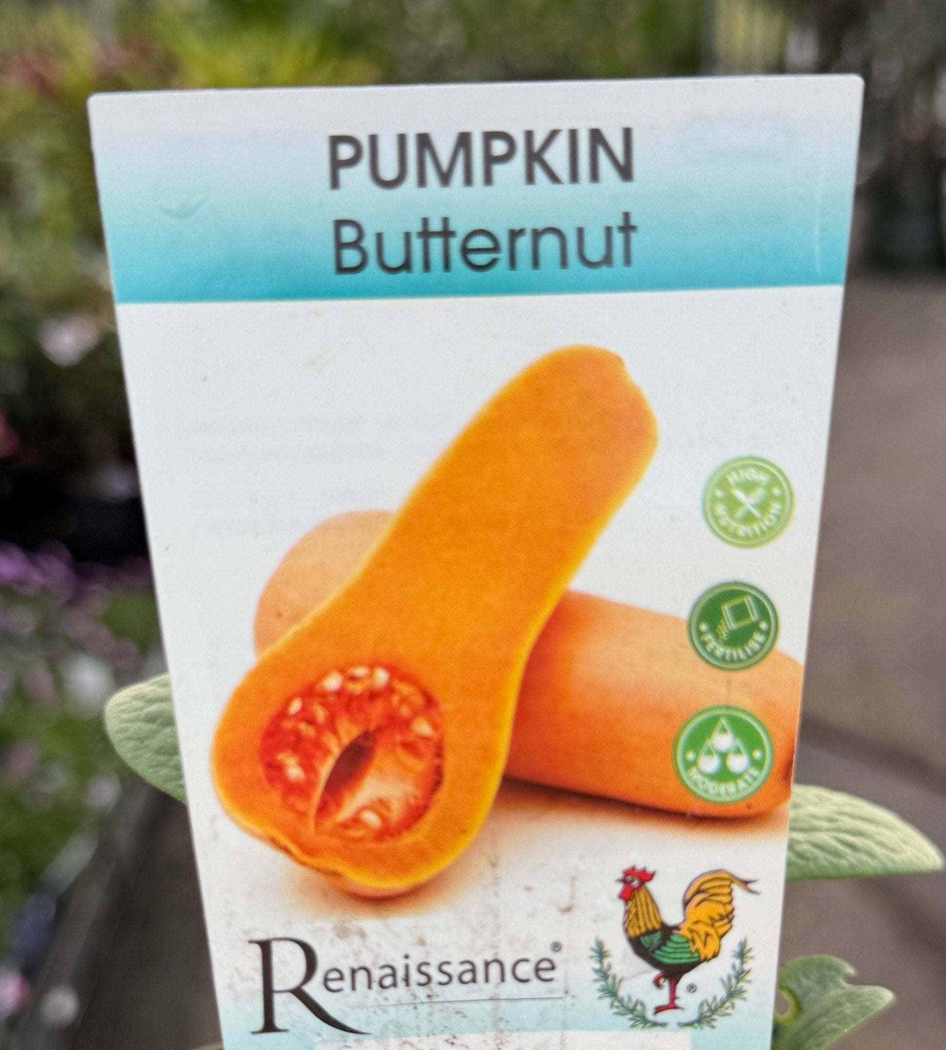 Pumpkin 'Butternut' (Pickup Only) - Ladybird Nursery