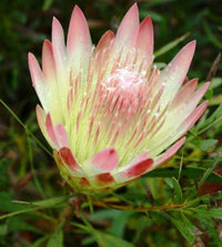Protea 'Ruby Blush'
