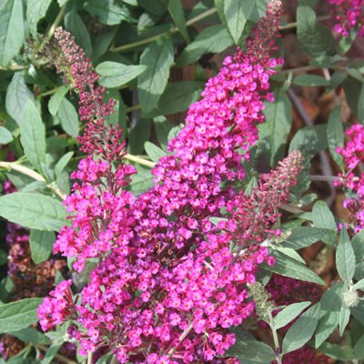 Butterfly Bush 'Velvet' (Buddleja davidii) - Ladybird Nursery