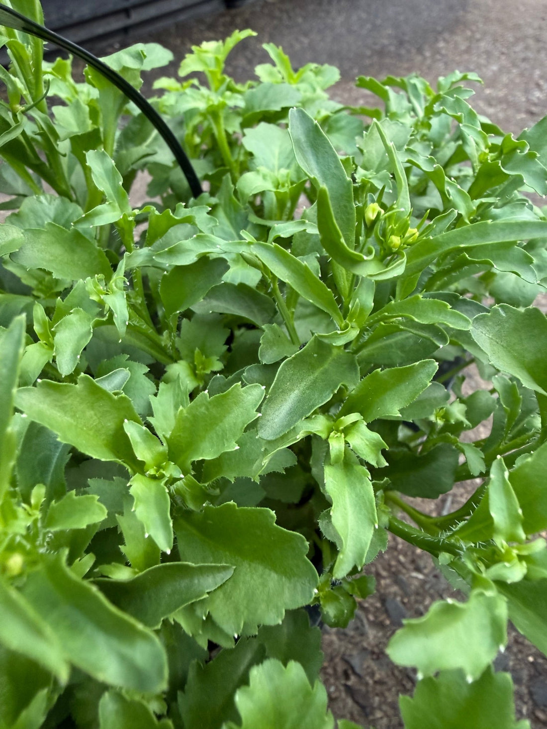 Lobelia Erinus 'Riviera White' 10 Cell Pot (PICK UP ONLY) - Ladybird Nursery