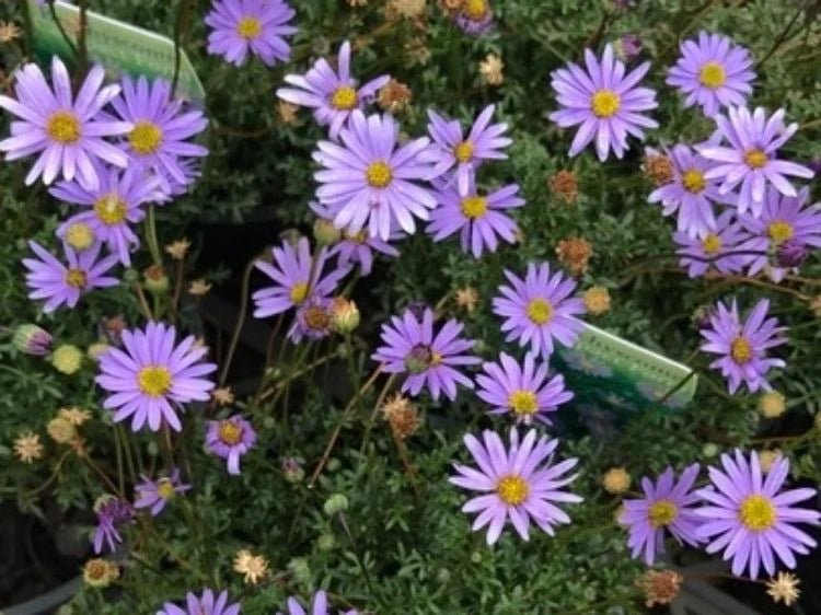 Cut - leaf Daisy Blue (Brachyscome multifida) - Ladybird Nursery