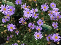 Cut-leaf Daisy Blue (Brachyscome multifida)