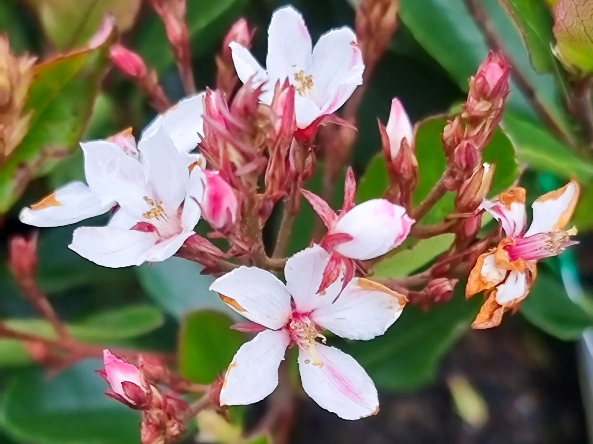 Rhaphiolepis Little Bliss