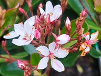 Rhaphiolepis Little Bliss