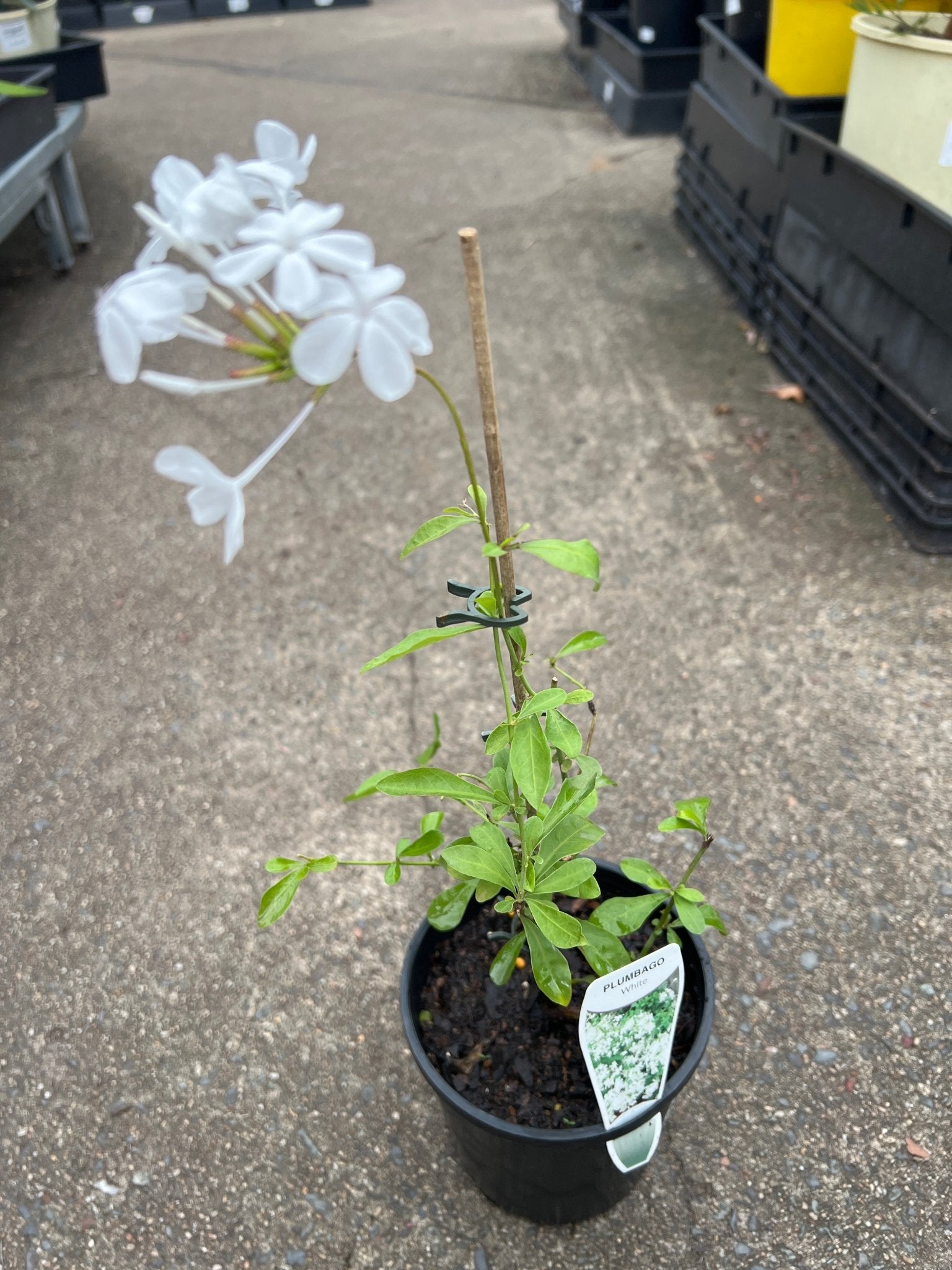 Plumbago 'White' - Ladybird Nursery
