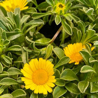Asteriscus maritimus 'Teris Yellow Improved'