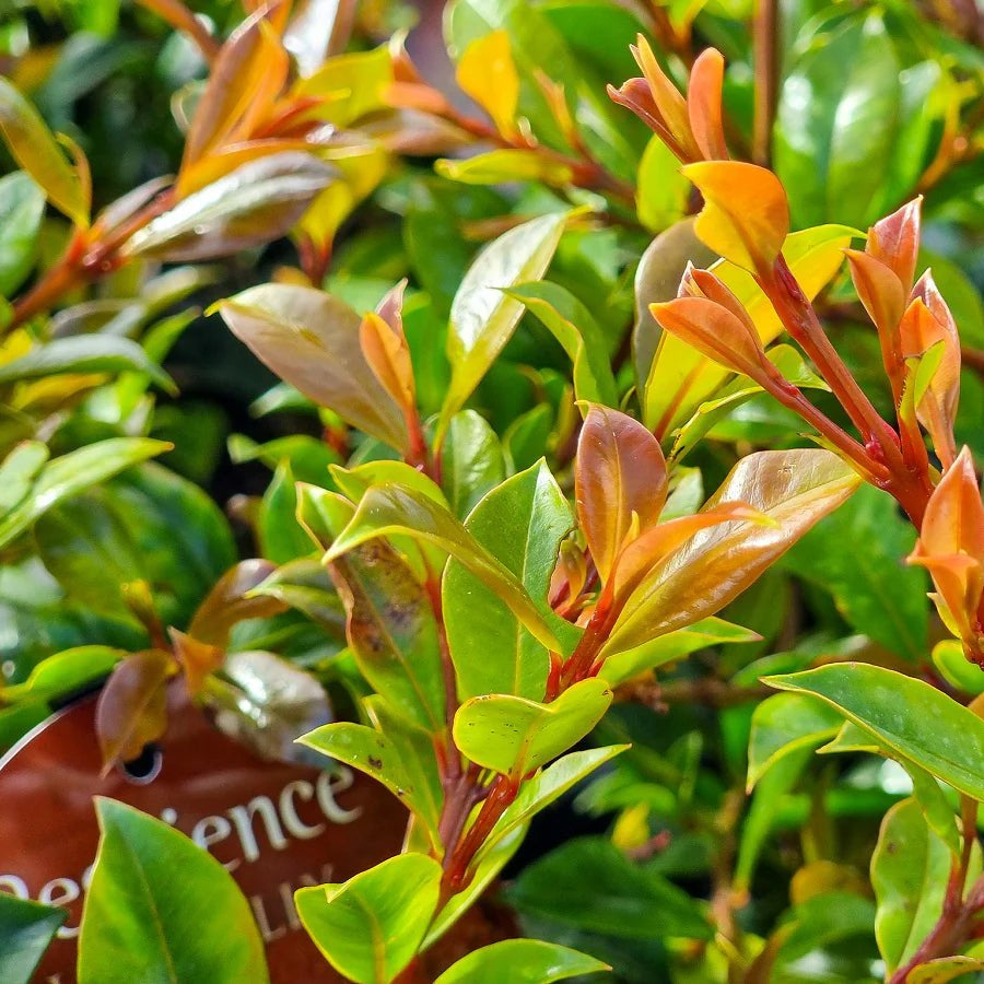 Lilly Pilly Resilience (Syzygium australe) 200mm Pot - Ladybird Nursery
