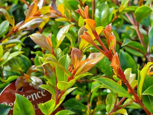 Lilly Pilly Resilience (Syzygium australe) 200mm Pot - Ladybird Nursery