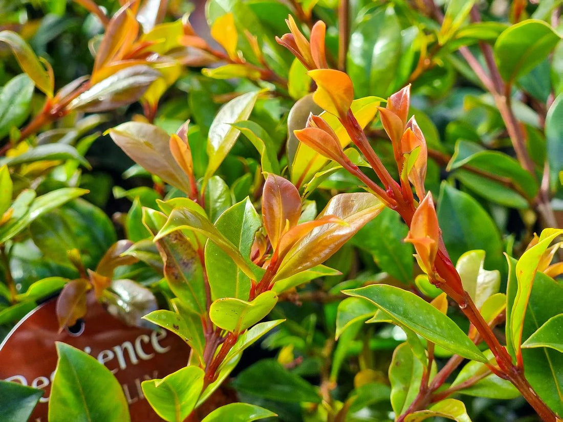 Lilly Pilly 'Resilience' (Syzygium australe) 140mm Pot - Ladybird Nursery