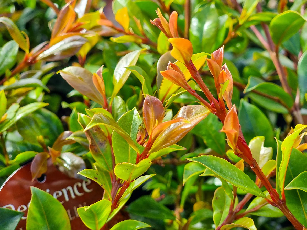 Lilly Pilly Resilience (Syzygium australe)