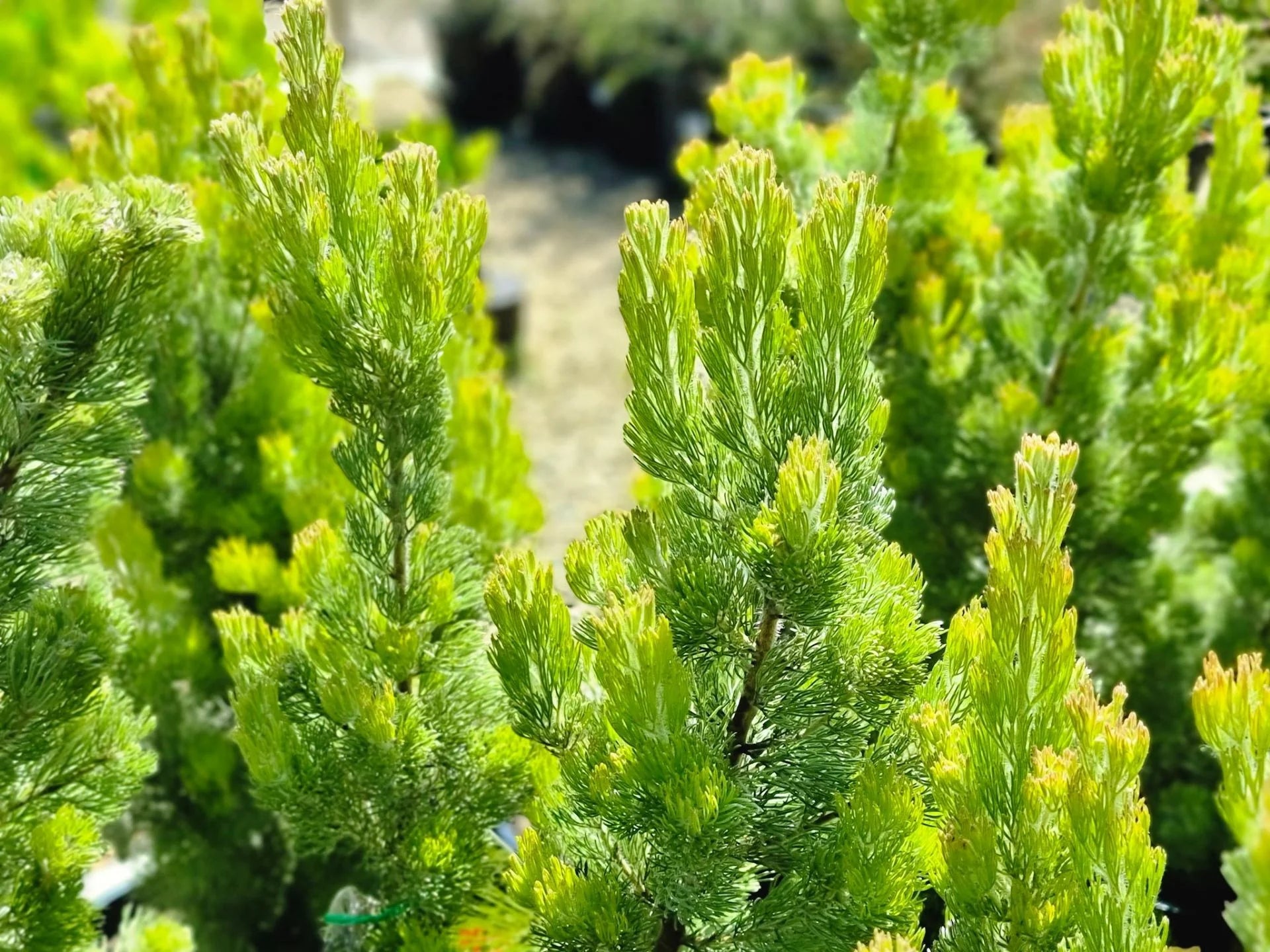 Woolly Bush Silver Lining (Adenanthos sericeus)