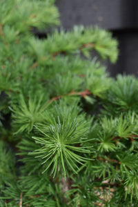 Dwarf Larch Little Bogle (Larix decidua) - Ladybird Nursery