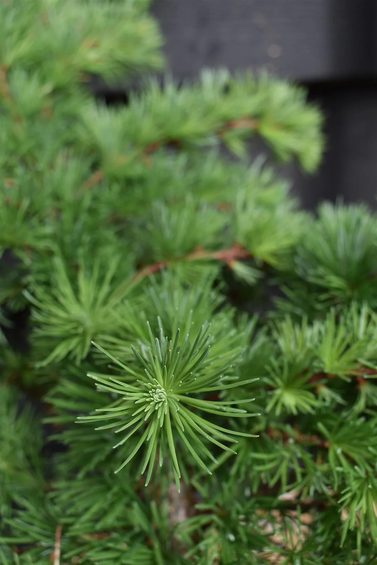 Dwarf Larch Little Bogle (Larix decidua) - Ladybird Nursery