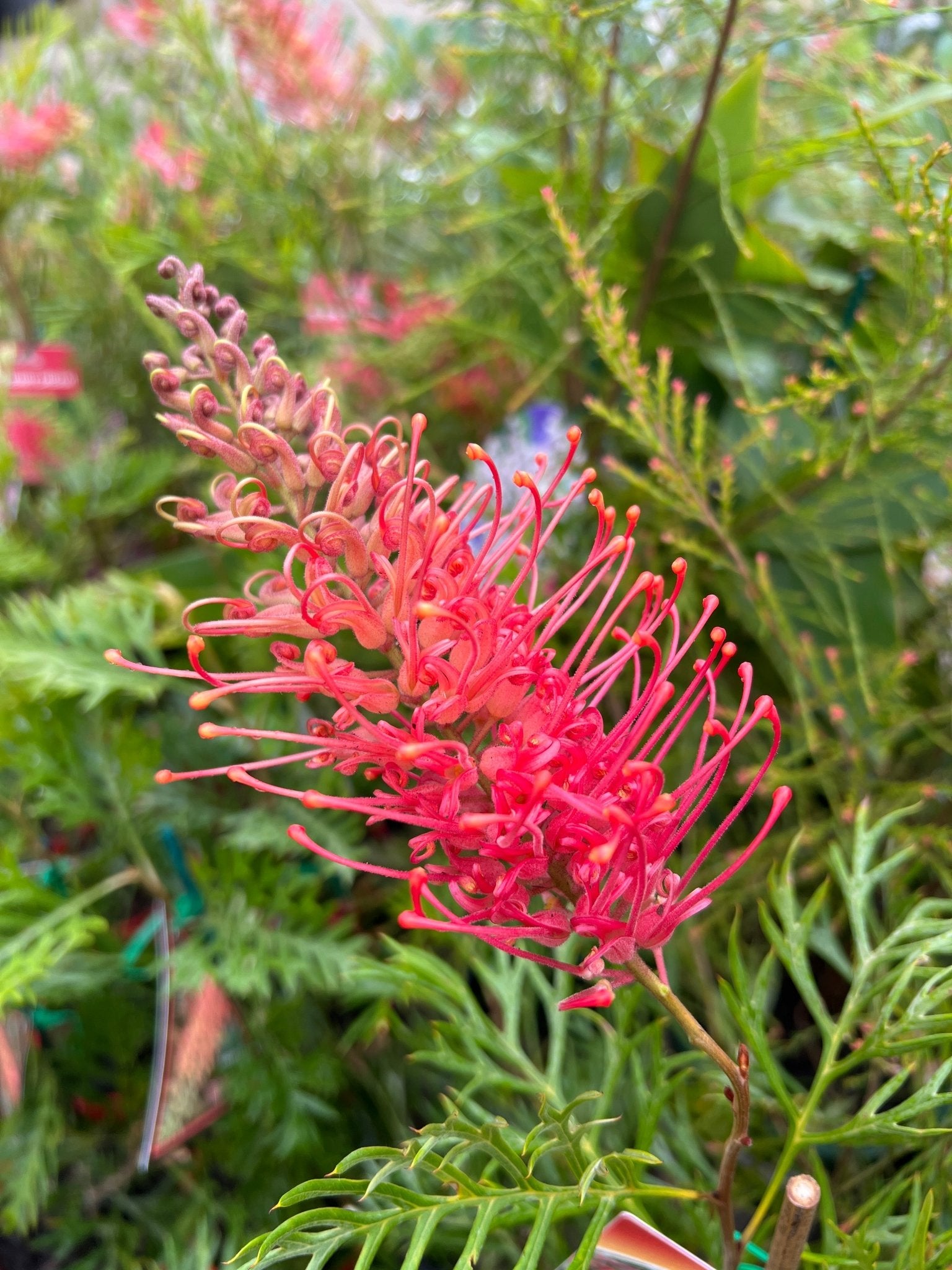 Grevillea 'Watermelonice' - Ladybird Nursery