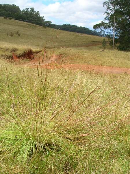 Barbed Wire Grass (Cymbopogon refractus) - Ladybird Nursery